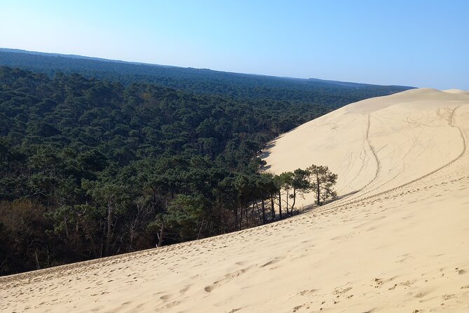 Dune Du Pilat and Oysters Tasting in Only 1 Hour Away From Bordeaux ! What Else? - Guides Qualities