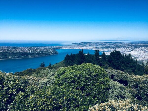 Dunedin: City Highlights and Otago Peninsula Scenery - The Sum Up