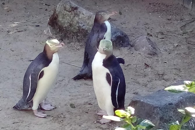 Dunedin City Highlights, Otago Peninsula Scenery & a Guided Penguin Reserve Tour - Whats Included