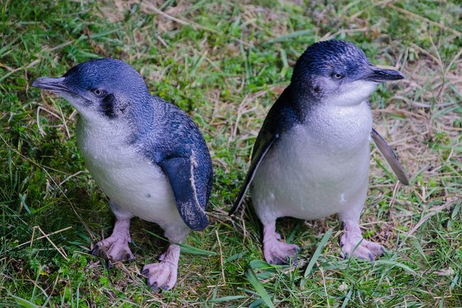 Dunedin City Highlights, Otago Peninsula Scenery & a Guided Penguin Reserve Tour - Yellow Eyed Penguins in the Reserve