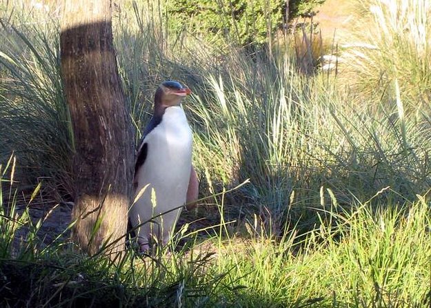 Dunedin City Highlights, Otago Peninsula Scenery & a Guided Penguin Reserve Tour - Tour Guide and Value
