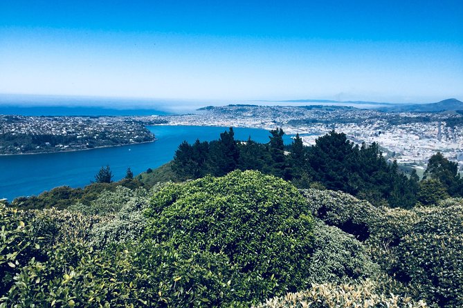 Dunedin City Highlights, Otago Peninsula Scenery & Albatross Guided Tour - Worlds Steepest Street
