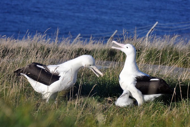 Dunedin City Highlights, Otago Peninsula Scenery & Albatross Guided Tour - Grand Architecture of Dunedin