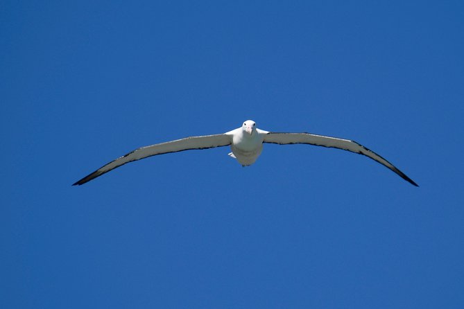 Dunedin City Highlights, Otago Peninsula Scenery & Albatross Guided Tour - The Sum Up