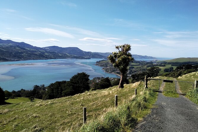 Dunedin City, Wildlife and Larnach Castle - Small Group Experience and Positive Reviews