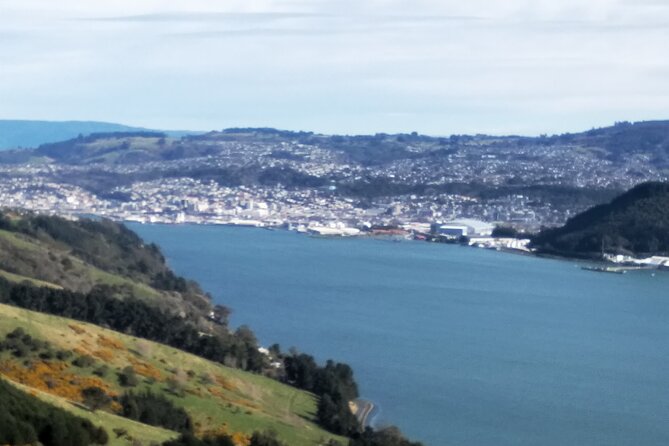 Dunedin City, Wildlife and Larnach Castle - Otago Peninsula Exploration