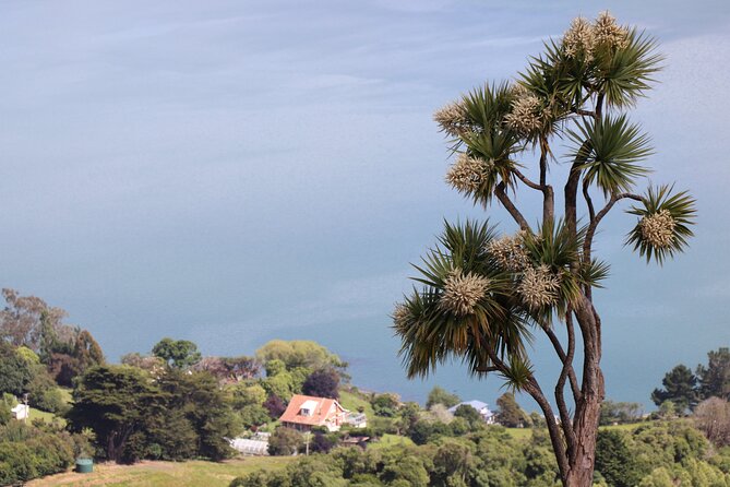 Dunedin City, Wildlife and Larnach Castle - Lunch and Transportation Details