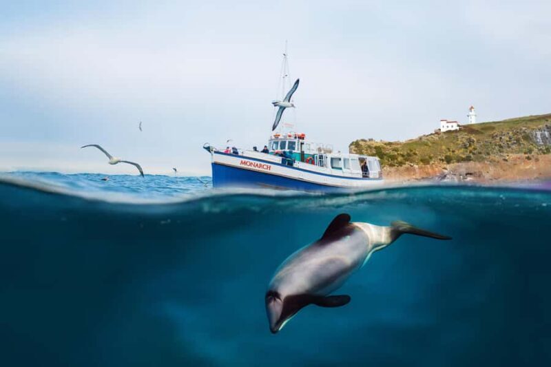 Dunedin: Monarch - One Hour Wildlife Cruise - FAQ