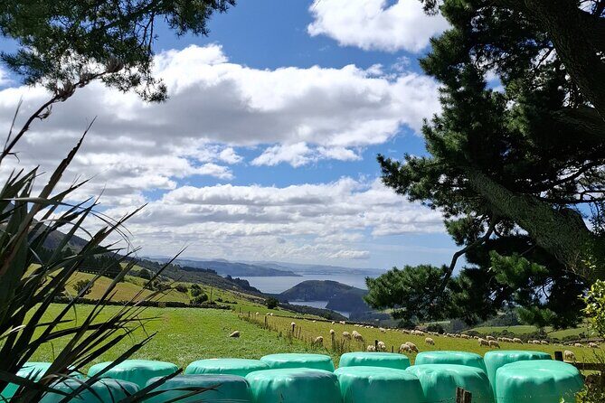 Dunedin & North Otago Scenic & Wildlife Tour - Who This Tour Is Best For