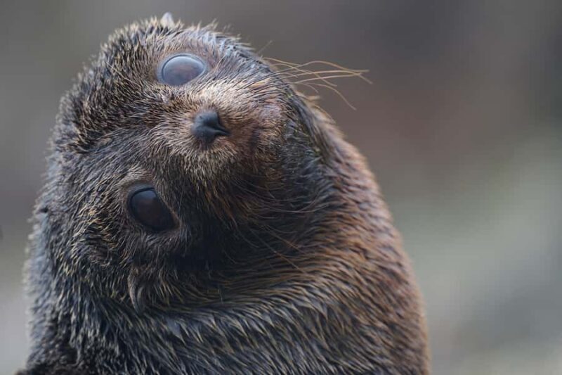 Dunedin: Otago Peninsula Clearwater Wildlife Tour - Good To Know