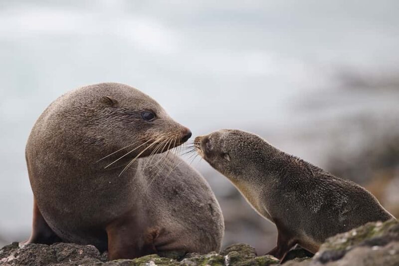 Dunedin: Otago Peninsula Clearwater Wildlife Tour - A Thorough Look at the Itinerary and Experience