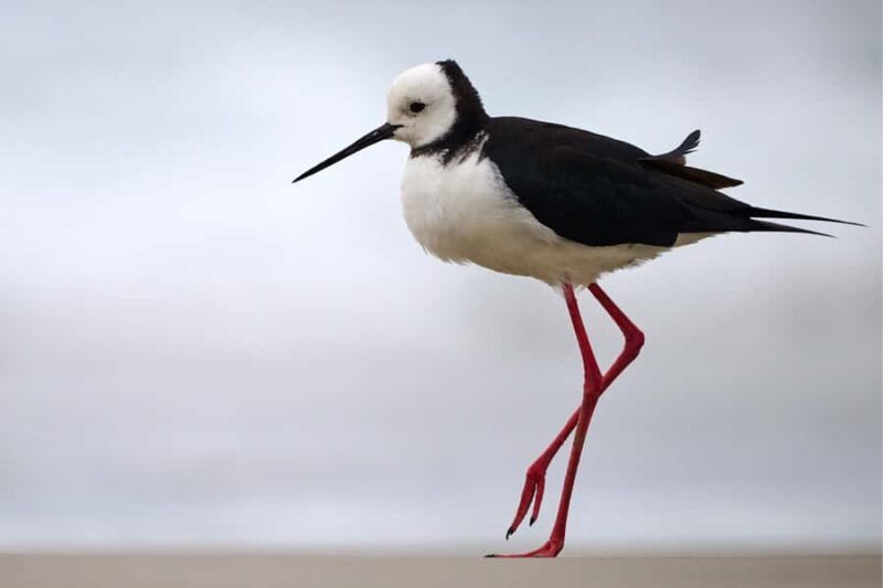 Dunedin: Otago Peninsula Clearwater Wildlife Tour - Final Thoughts: Is It Worth It?