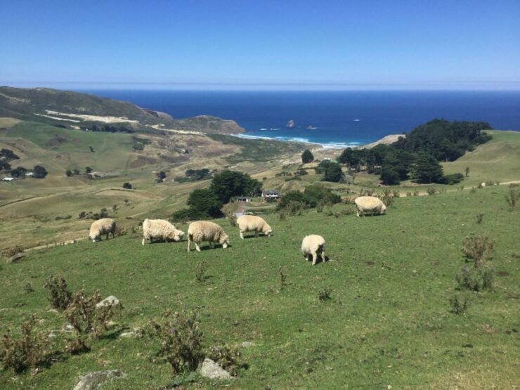 Dunedin: Otago Peninsula With Guided Penguin Tour - Experience Highlights