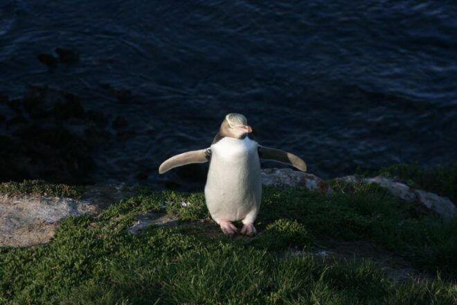 Dunedin: Otago Peninsula With Guided Penguin Tour - Full Description of the Tour
