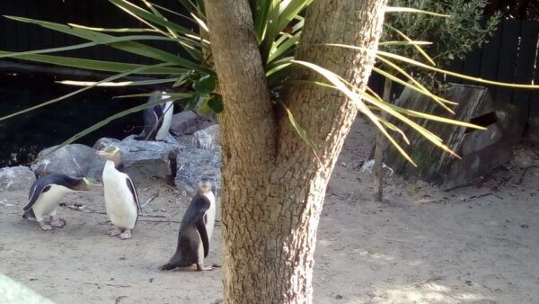 Dunedin: Otago Peninsula With Guided Penguin Tour - Transportation and Logistics