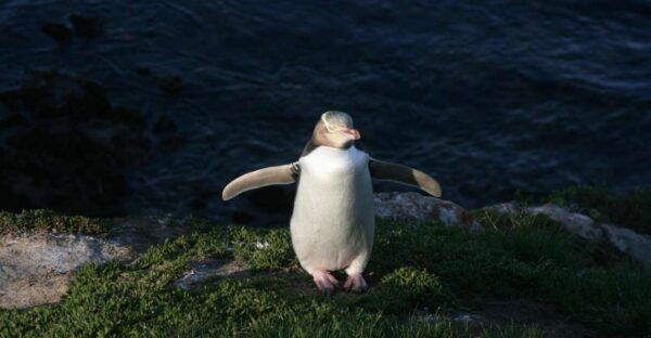 Dunedin: Otago Peninsula With Guided Penguin Tour - Location and Things to Do in Dunedin
