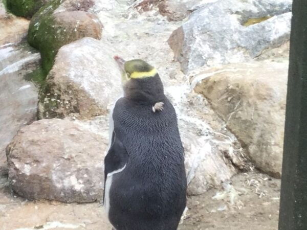 Dunedin: Otago Peninsula With Guided Penguin Tour - Common Questions