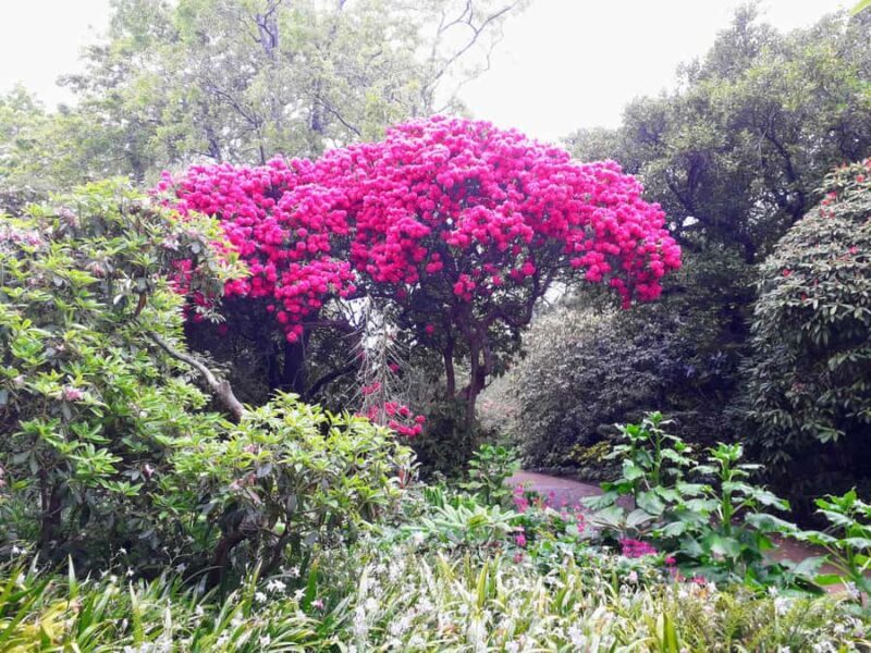 Dunedin: Small Group City Highlights Tour - FAQ