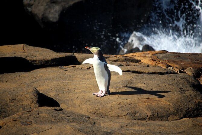 Dunedin to Te Anau via the Catlins One Way Small Group Tour - Good To Know