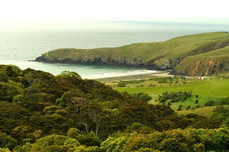 Dunedin: Wildlife and Penguin Tour - Good To Know