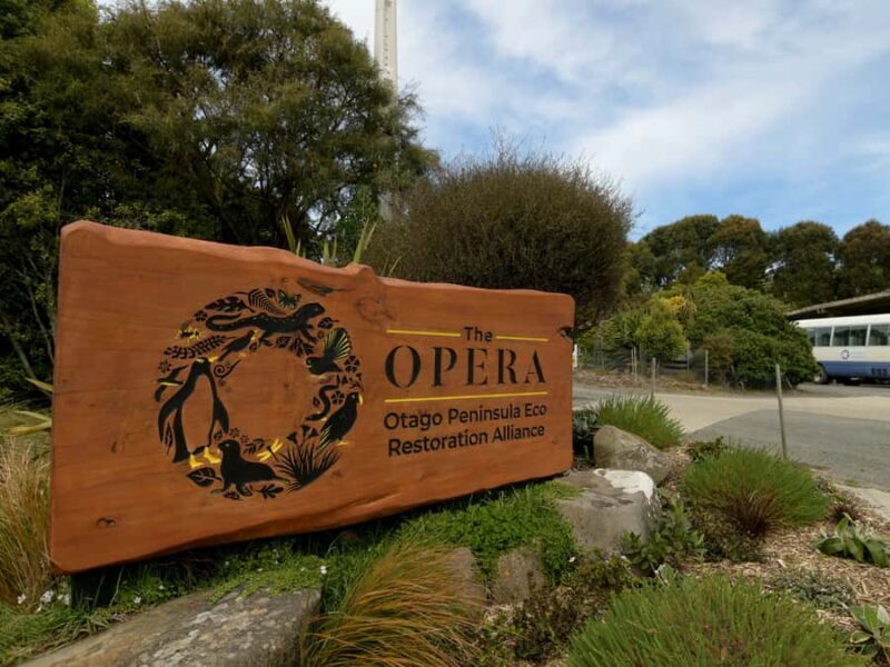 Dunedin: Wildlife and Penguin Tour - What to Expect from the Tour