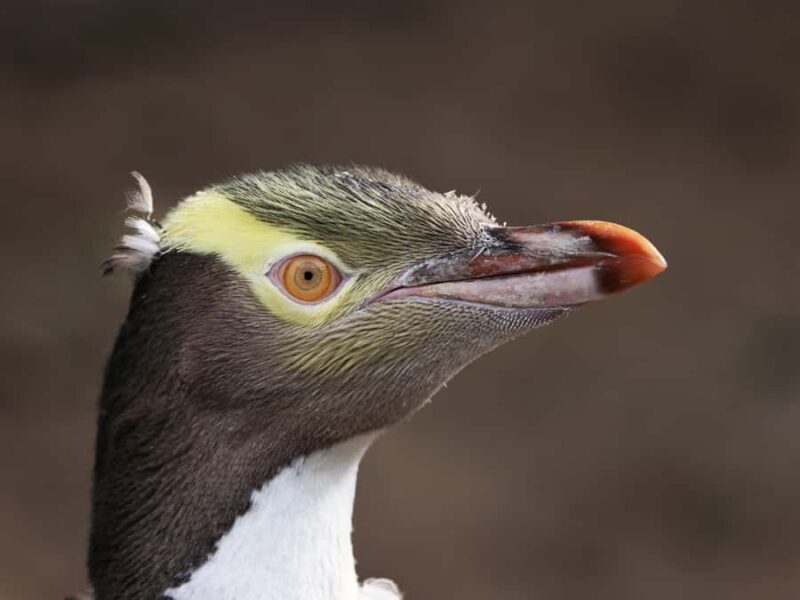 Dunedin: Wildlife and Penguin Tour - Final Thoughts: Is This Tour Worth It?