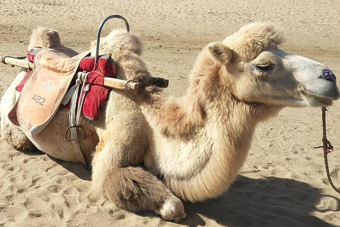 Dunhuang Private Camel Riding in the Gobi Desert - Echoing-Sands Mountain Exploration