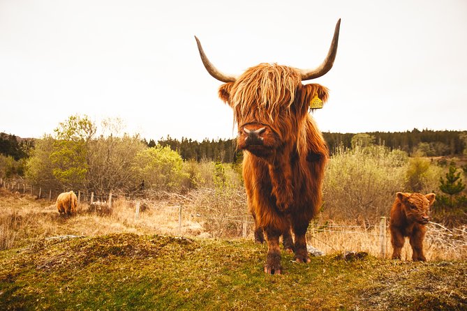 Dunnottar Castle and Royal Deeside Small-Group Tour From Aberdeen - Tour Highlights