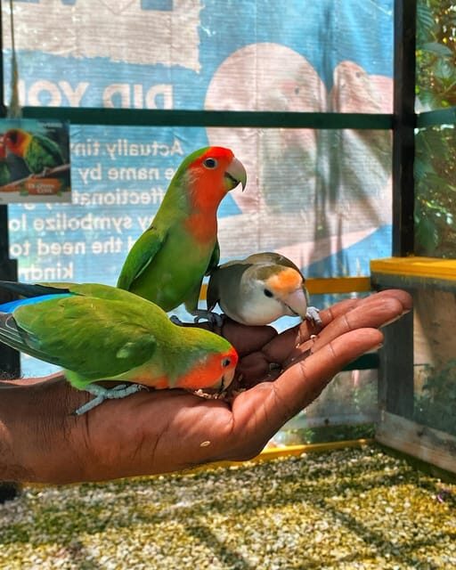 Dunns River Falls and Dolphin Cove Swim Adventure - FAQ