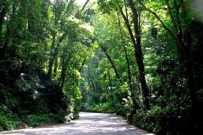 Dunn's River Falls and OchoRios Highlight View Scenic Fern Gully - The Itinerary Breakdown: What You Can Expect