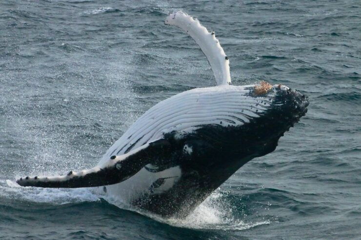 Dunsborough: Whale Watching Tour - Activity Details