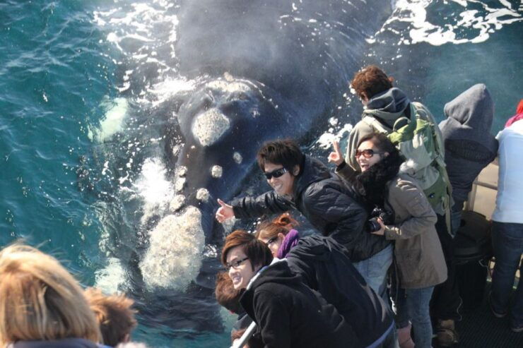 Dunsborough: Whale Watching Tour - Experiencing Marine Wildlife