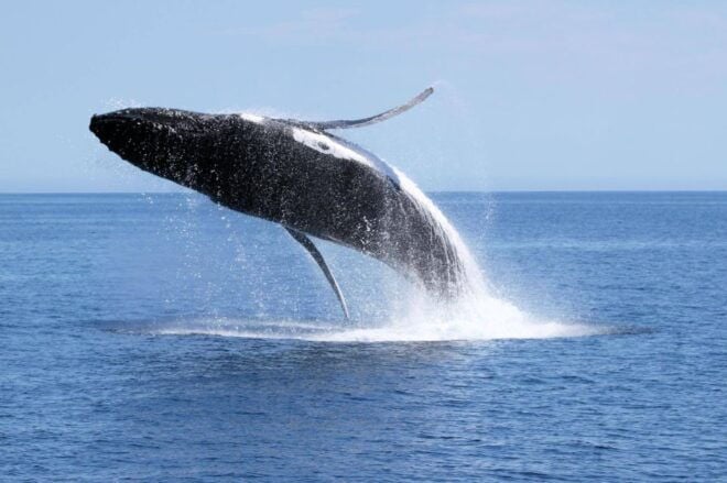 Dunsborough: Whale Watching Tour - Inclusions and Amenities