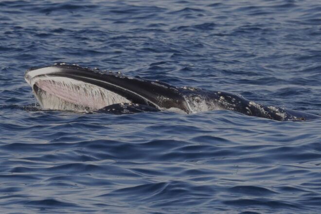 Dunsborough: Whale Watching Tour - Selecting Participants and Dates