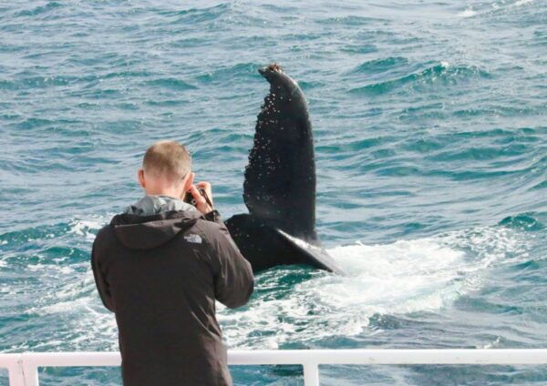 Dunsborough: Whale Watching Tour - Tips for a Smooth Whale Watching Experience