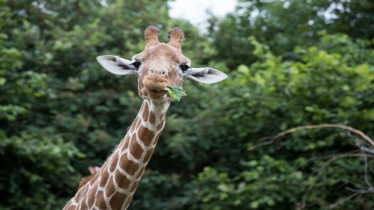 Dunstable: Whipsnade Zoo Full-Day Entrance Ticket - Ticket Details and Benefits