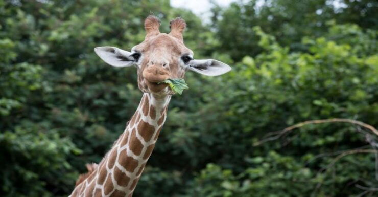 Dunstable: Whipsnade Zoo Full-Day Entrance Ticket - Zoo Experience Highlights