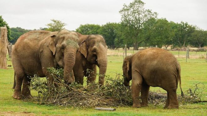 Dunstable: Whipsnade Zoo Full-Day Entrance Ticket - Review Summary