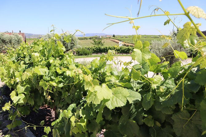 Duoro Valley Small-Group Wine Tour With Tastings and Lunch  - Porto - Winery Tour
