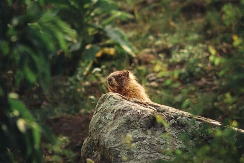 Durango Half Day Jeep Tour - La Plata Canyon - Authentic Experiences from Travelers  