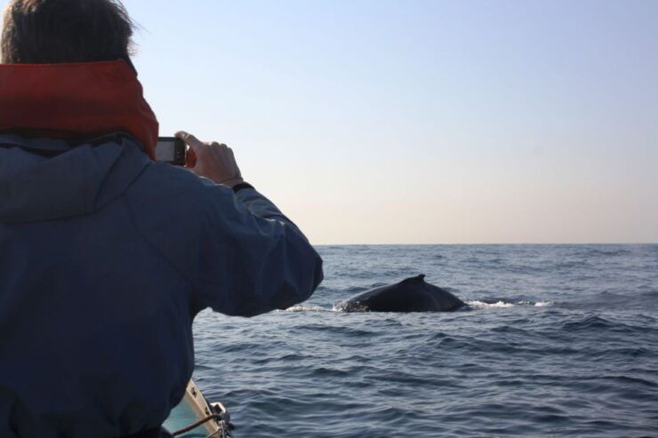 Durban: Durban: Whale and Dolphin Watching Boat Tour - Good To Know