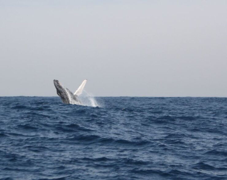 Durban: Durban: Whale and Dolphin Watching Boat Tour - Tour Details