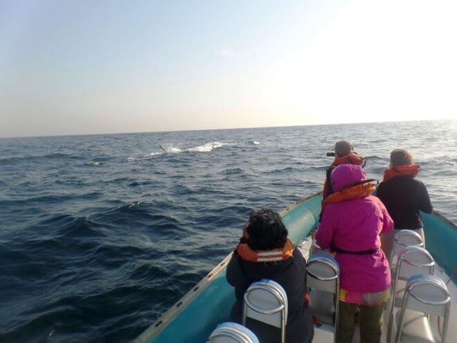 Durban: Durban: Whale and Dolphin Watching Boat Tour - Customer Reviews