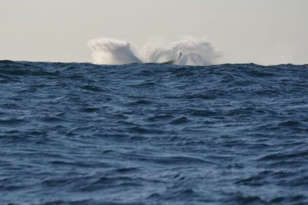 Durban: Durban: Whale and Dolphin Watching Boat Tour - Important Information