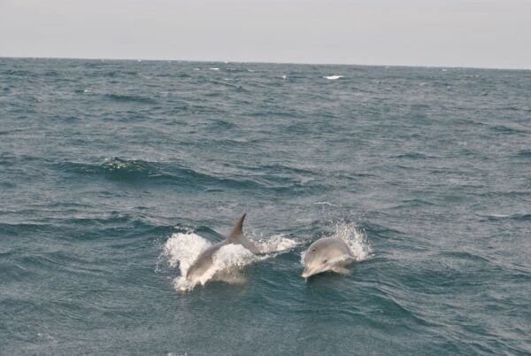 Durban: Durban: Whale and Dolphin Watching Boat Tour - Directions