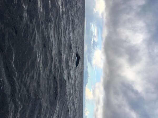 Durban: Durban: Whale and Dolphin Watching Boat Tour - Frequently Asked Questions