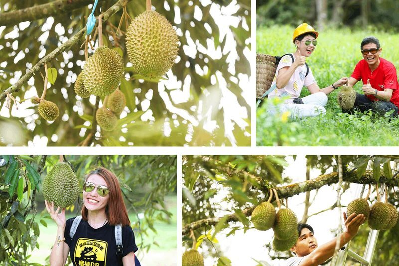DurianBB Academy Tickets in Selangor - What to Know Before You Go
