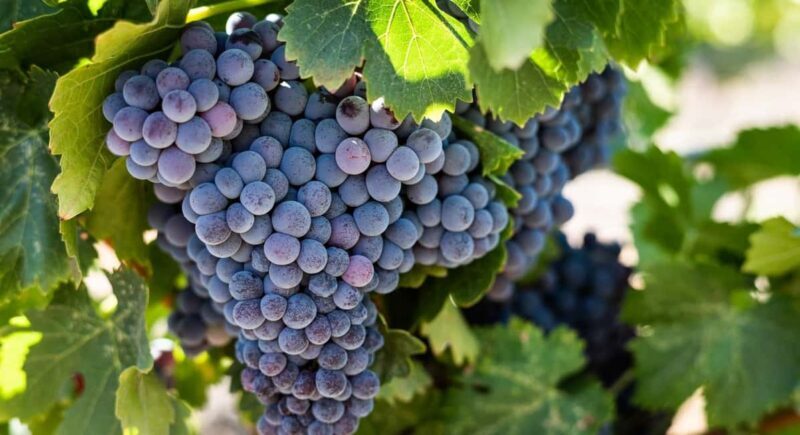 Durres Countryside Vineyards Wine Tasting & Food Pairing - Frequently Asked Questions