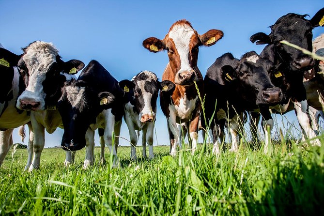 Dutch Countryside and Tulip Fields Tour - Tour Highlights