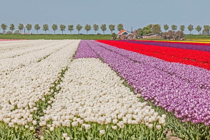 Dutch Countryside and Tulip Fields Tour - Accessibility Information
